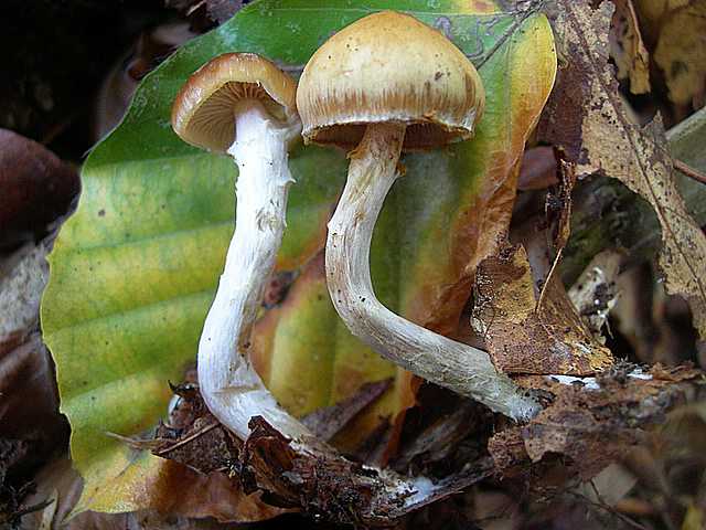 Galerina stylifera   (G.F. Atk.) A.H. Sm. & Singer